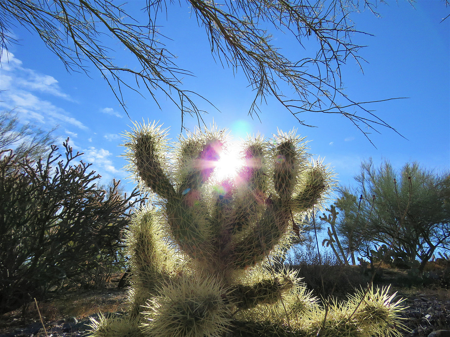 Photo Jumping Cholla Cactus and Sun Cave Creek Arizona