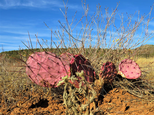 Photo Pink Prickly Pear Cactus Sky Clouds Sedona Arizona