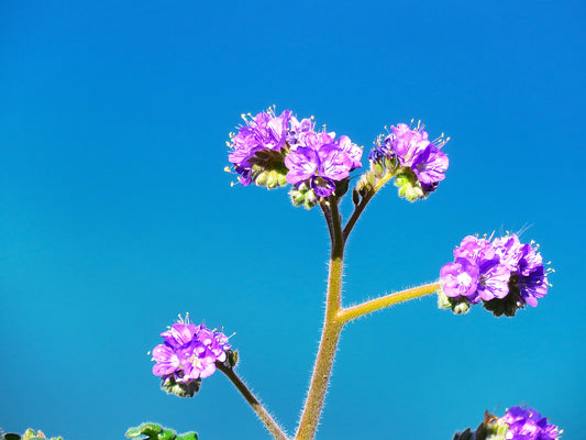 Photo Captivating Caterpillarweeds Bee Blue Skies Lake Mojave Arizona