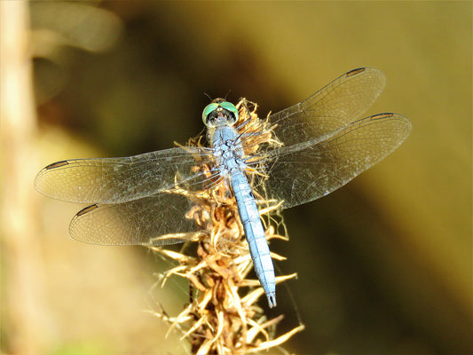 Photo Dragon Fly From Above Cherry Valley California