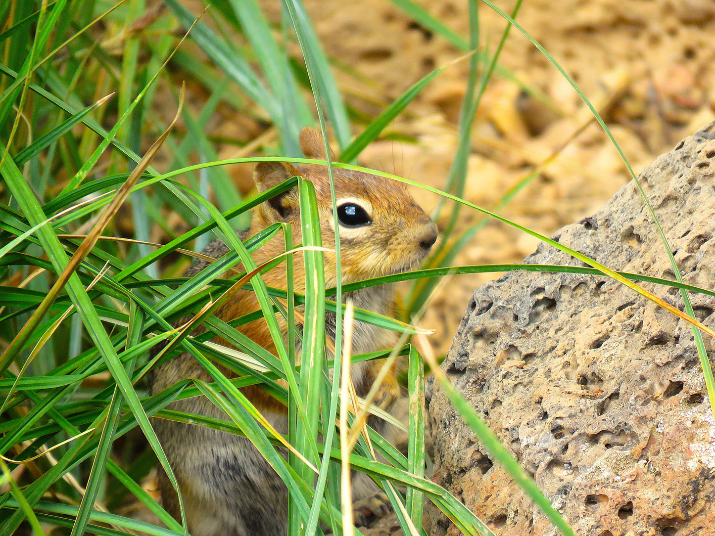 Photo Chipmunk Hiding in Grass by Rock Duck Creek Village Utah