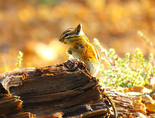 Photo Chipmunk Pondering on Log Duck Creek Village Utah