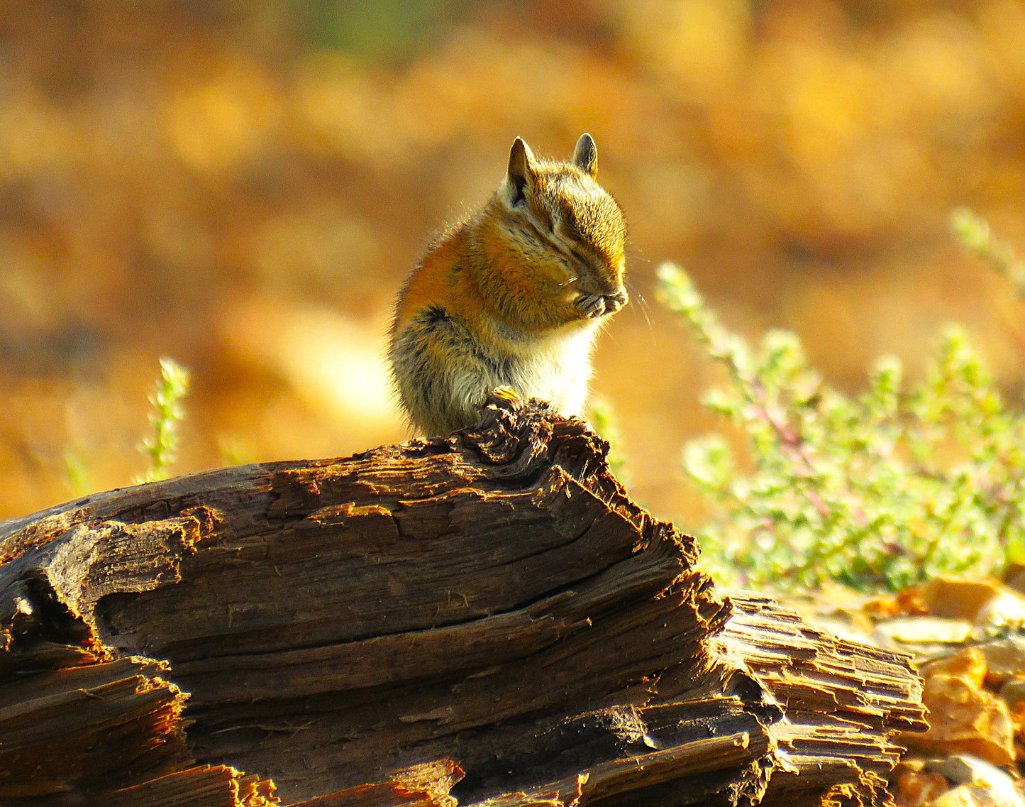 Photo Chipmunk "Praying" on Log Duck Creek Village Utah