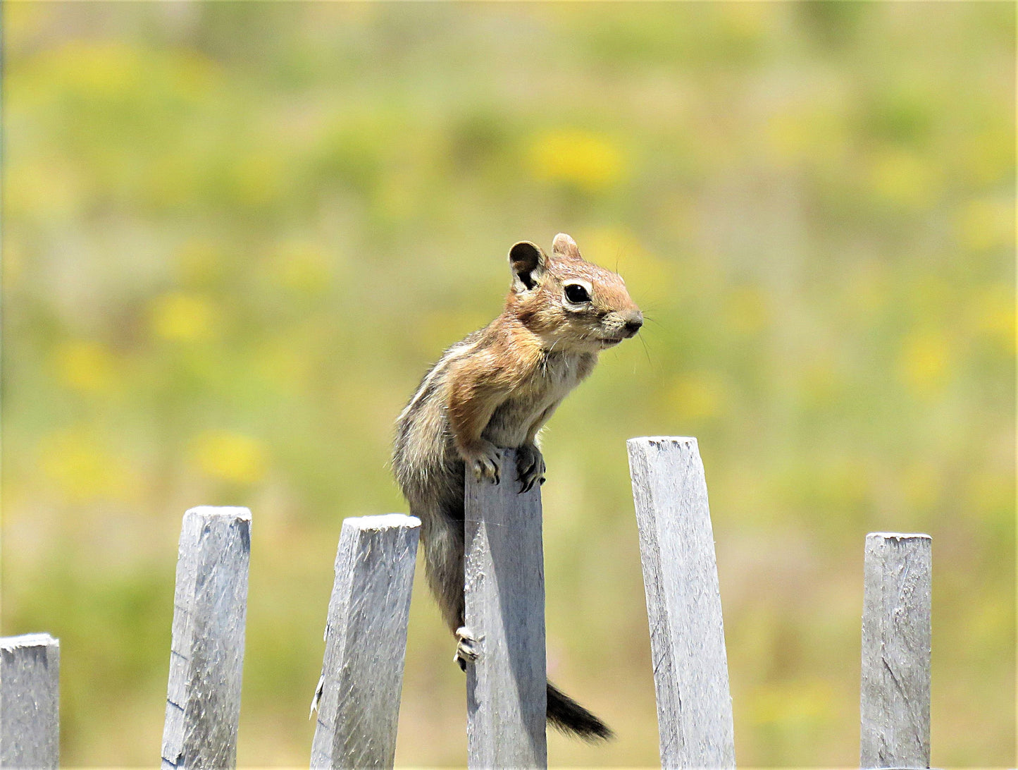 Photo Chipmunk Fence Meadow Bryce Canyon Utah