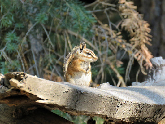 Photo Chipmunk Wooden Plank Forest Duck Creek Village Utah