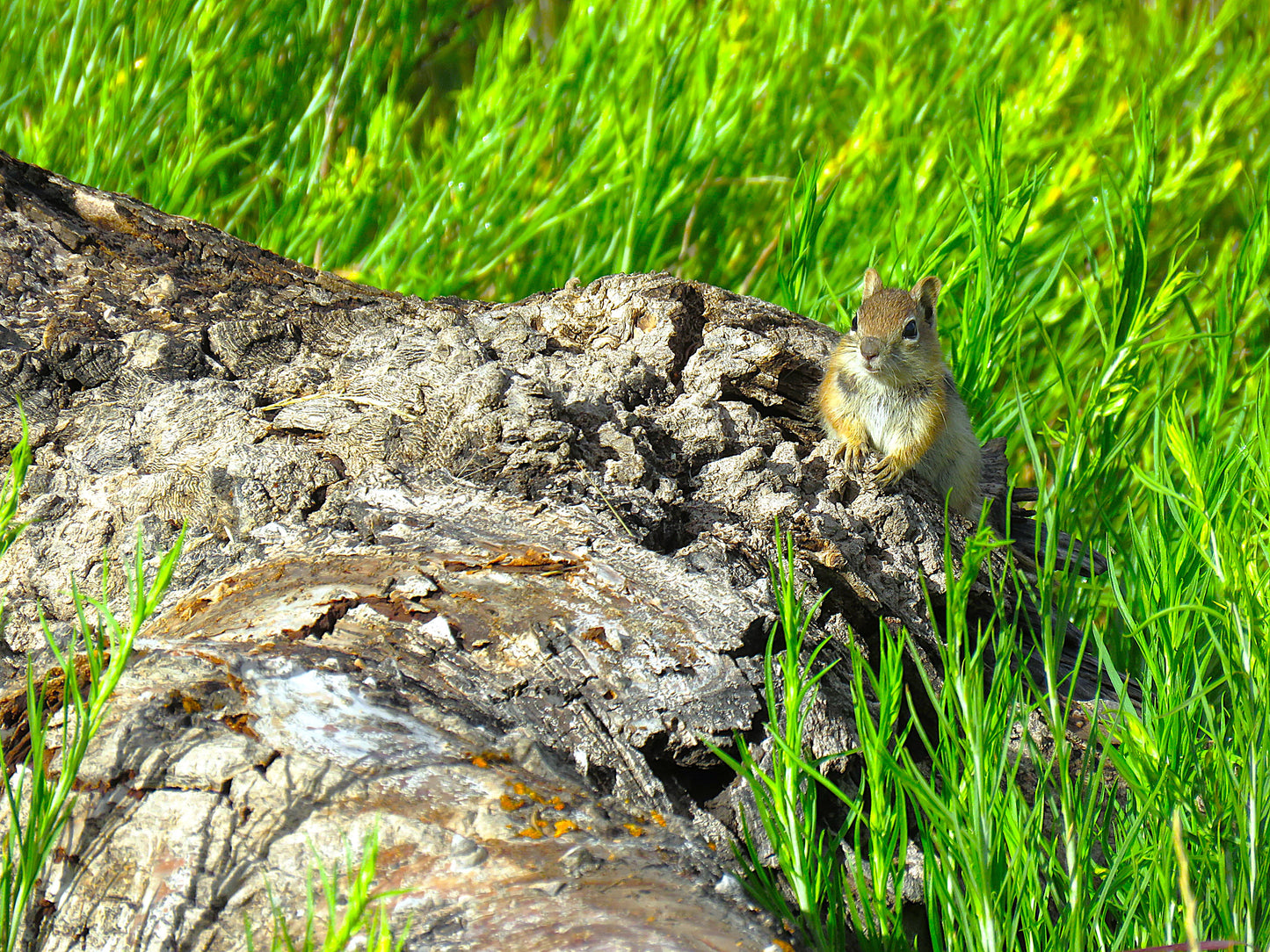 Photo Chipmunk on log in meadow Duck Creek Village Utah