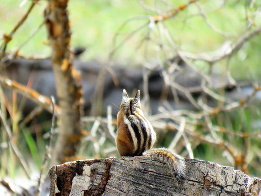 Photo Chipmunk Sitting on Tree Trunk Forest Duck Creek Village Utah