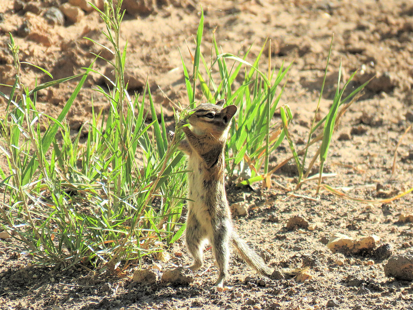 Photo Chipmunk Standing Tall Duck Creek Village Utah