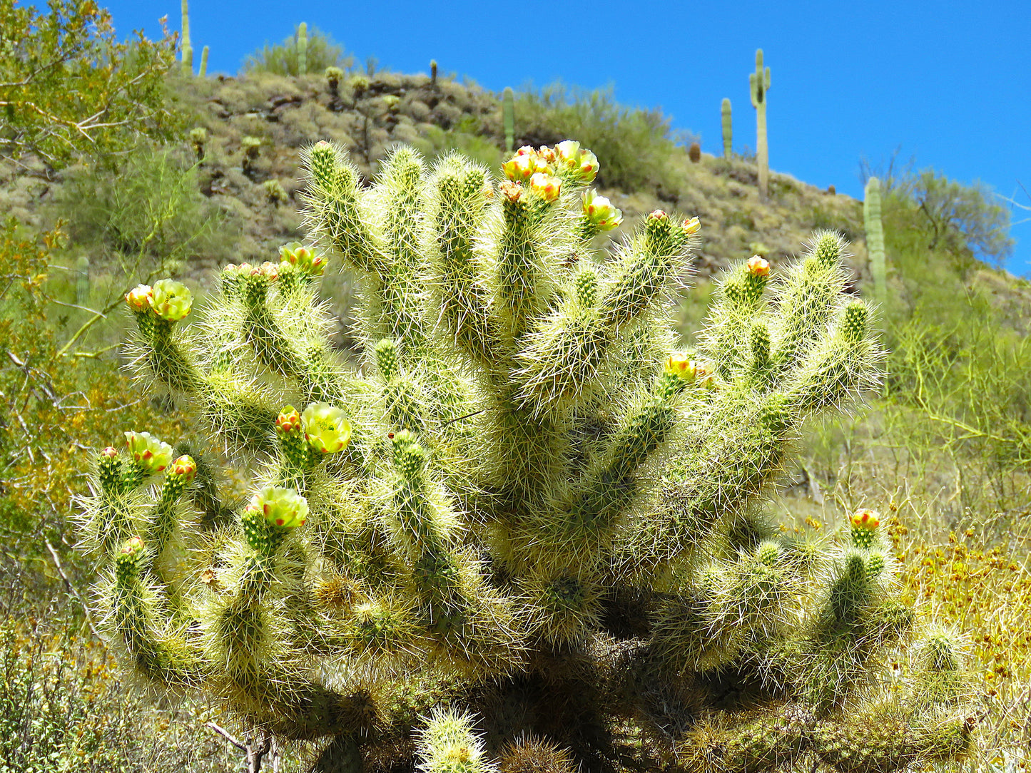 Photo Cholla Cactus Beautiful Blooms Blue Sky Desert Cave Creek Arizona