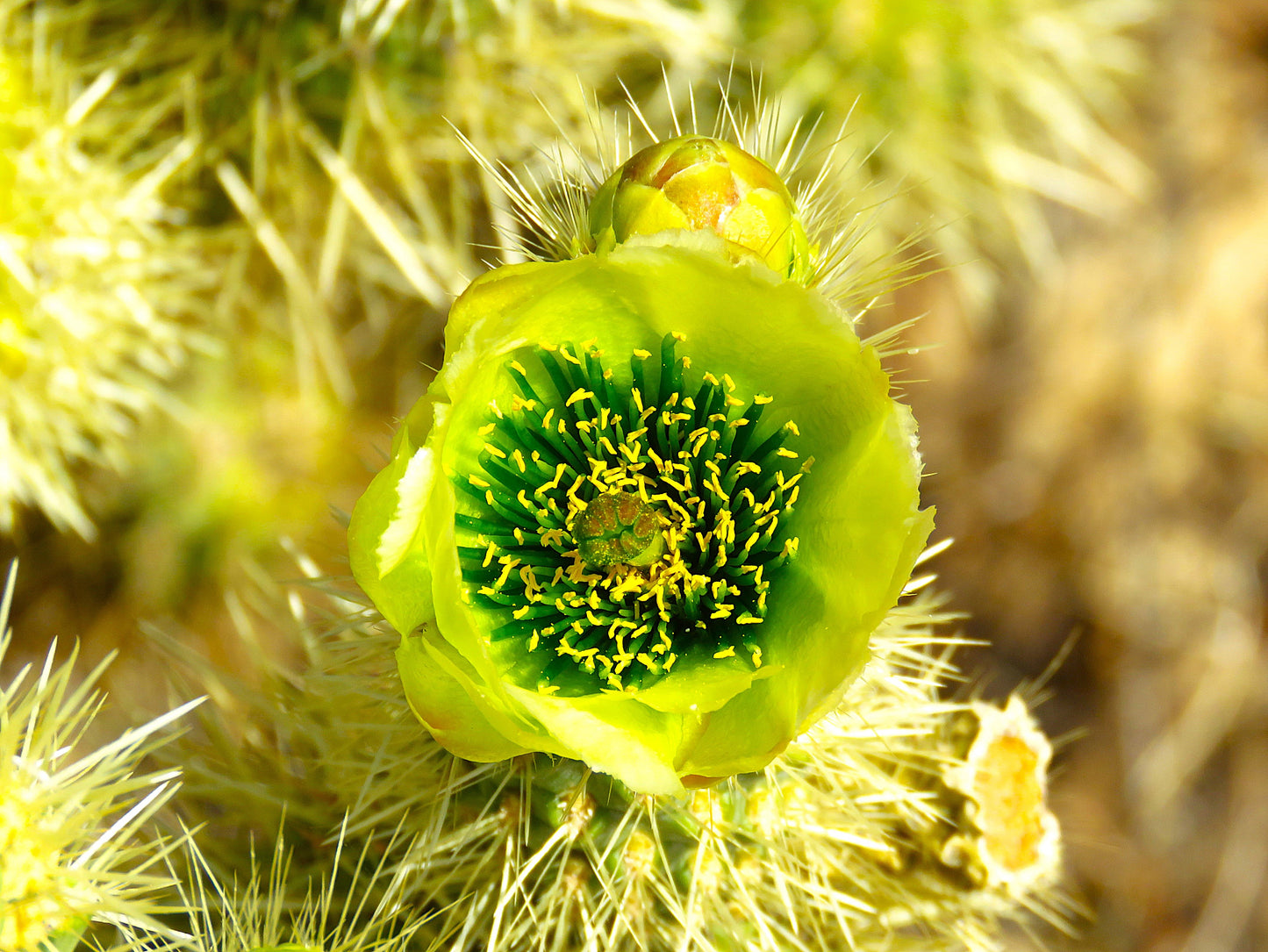 Photo Cholla Cactus Bloom Flower Desert Cave Creek Arizona