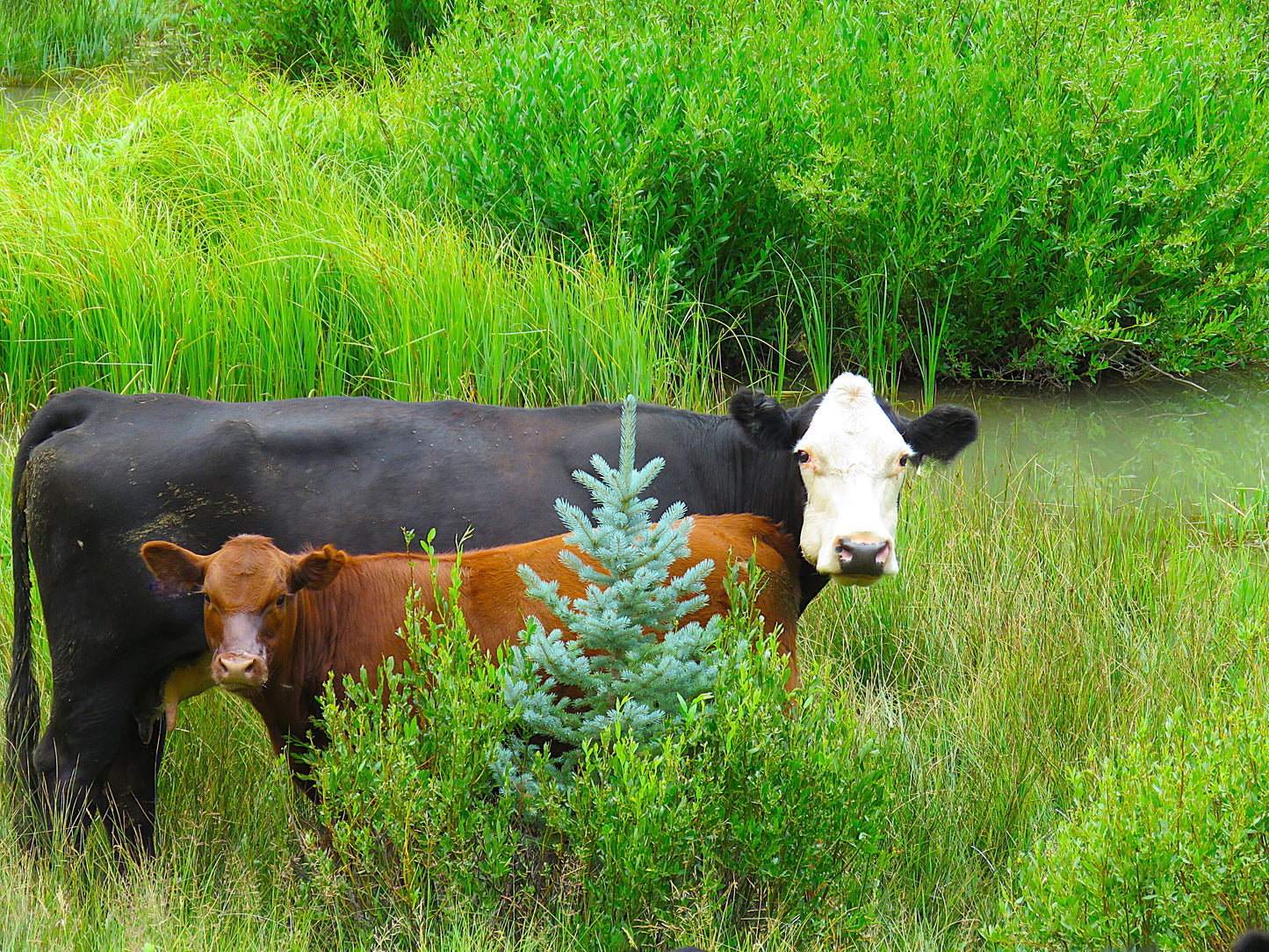 Photo Mama Cow with Calf in Meadow Christmas Tree Creek Duck Creek Village Utah