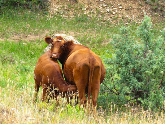 Photo Mama Cow with Calf Feeding in Meadow Duck Creek Village Utah