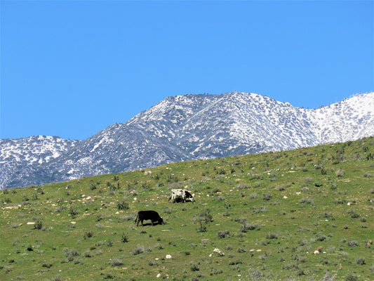 Photo Two Cows Snow Covered Mountains Blue Skies Morongo Reservation Banning California