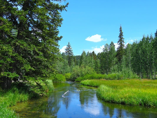 Photo Peaceful Stream Pine Trees Blue Sky Duck Lake Duck Creek Village Utah