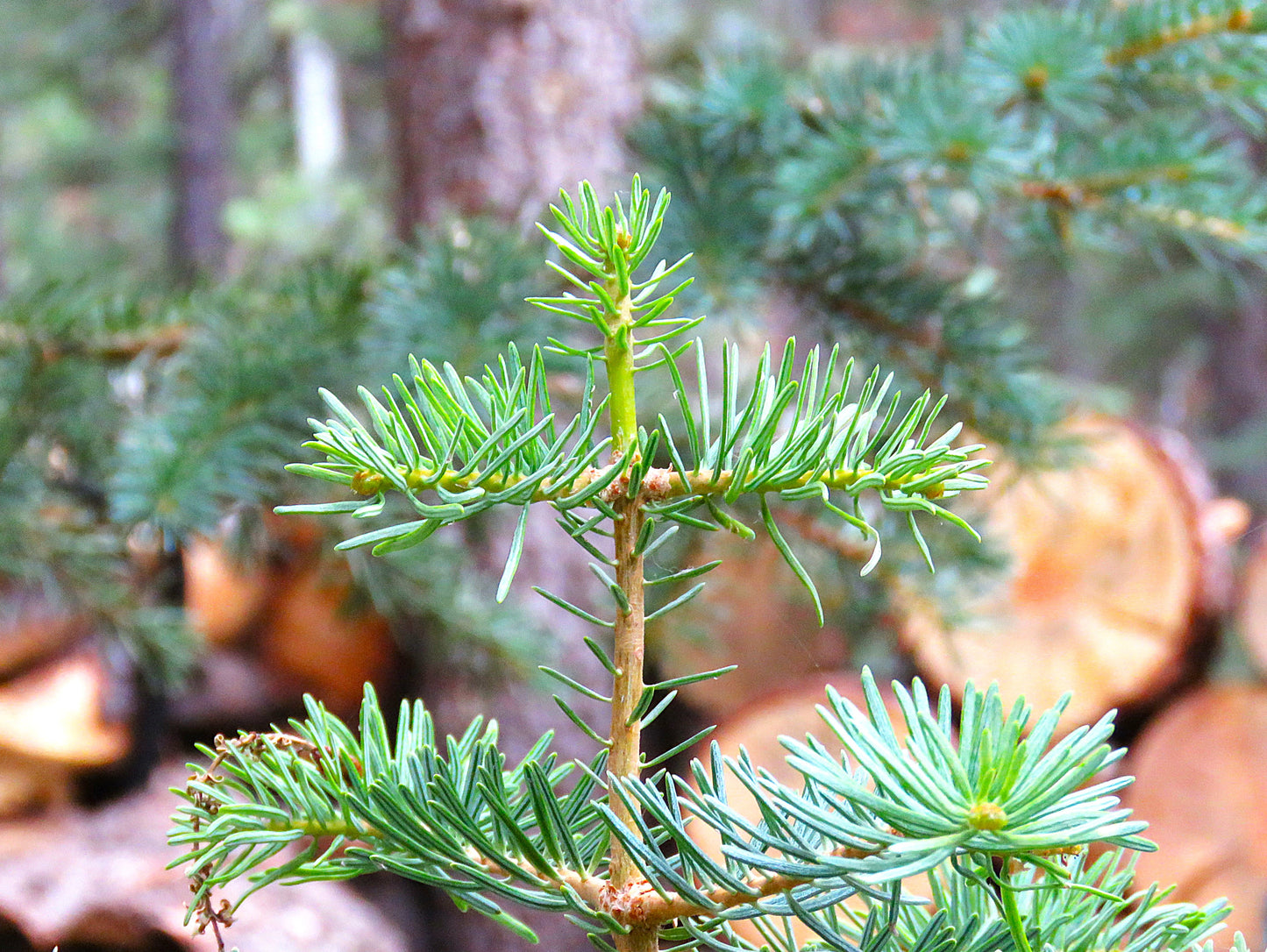 Photo Natural Cross Pine Tree Forest Swains Creek Duck Creek Village Utah