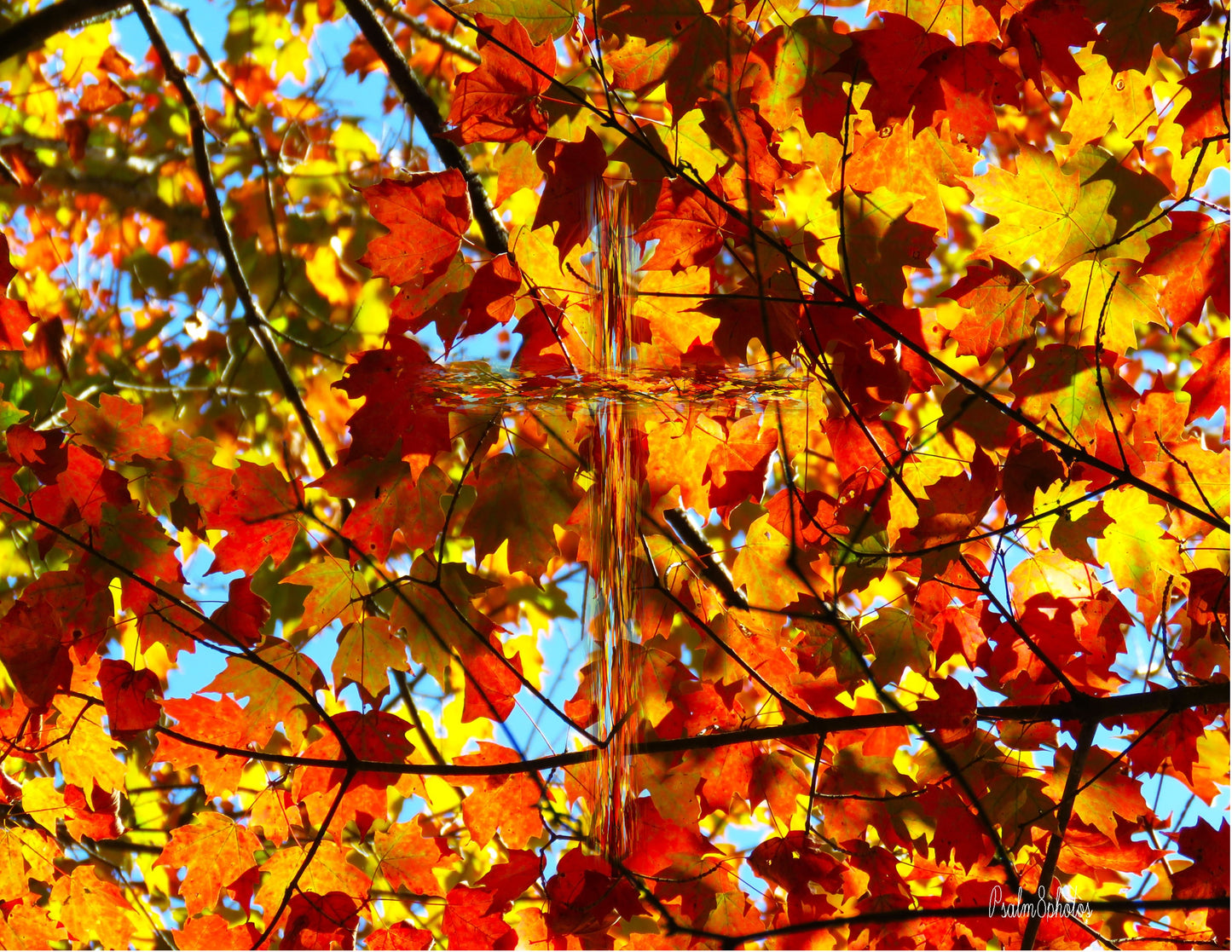 Photo Cross Brilliant Autumn Leaves on Display in the Forest in Tennessee