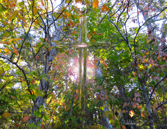 Photo Cross Sun Shining Through Autumn Leaves in Forest in Tennessee