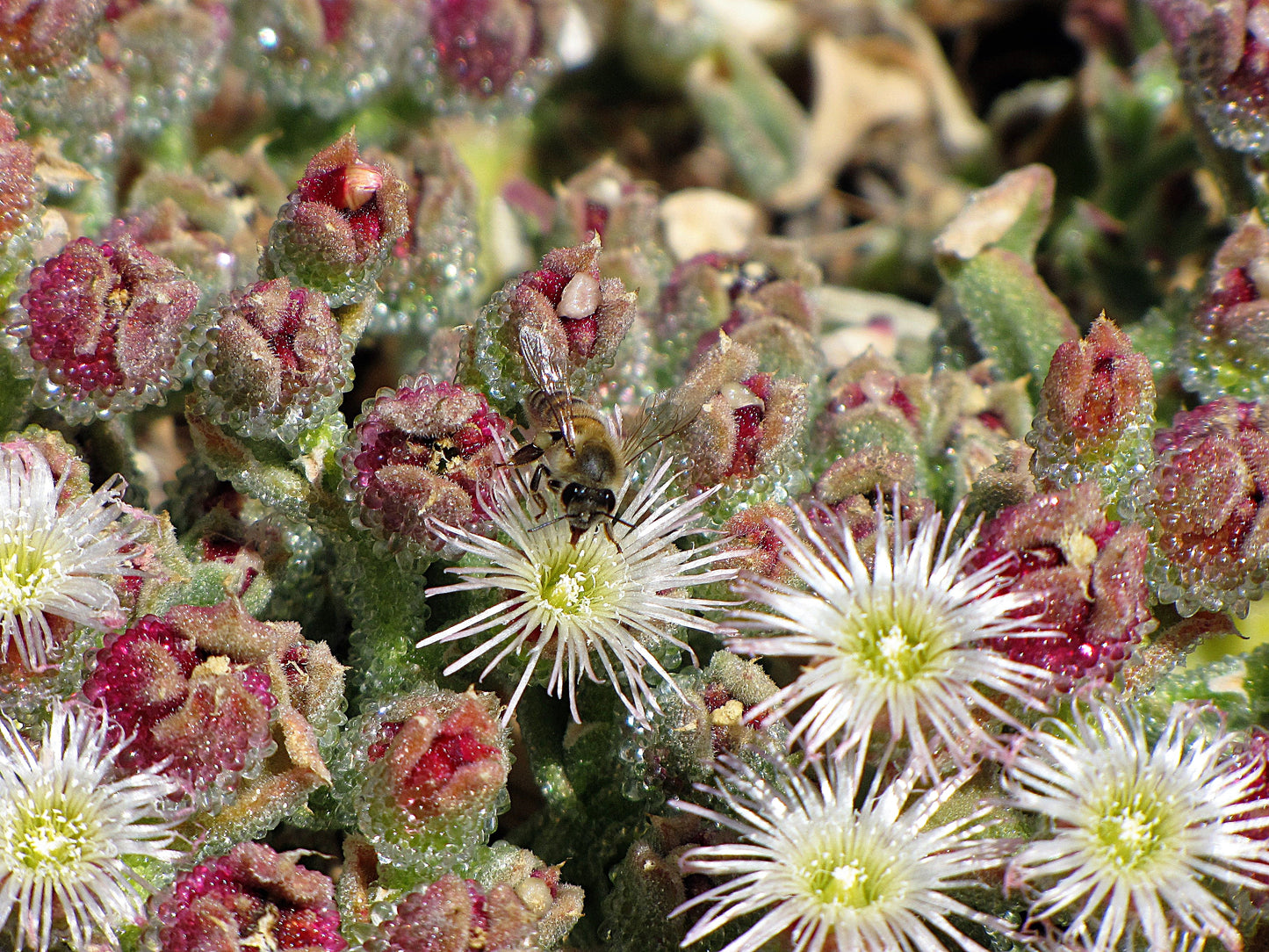 Photo Bumble Bee on Crystalline Ice Plants Crystal Cove California