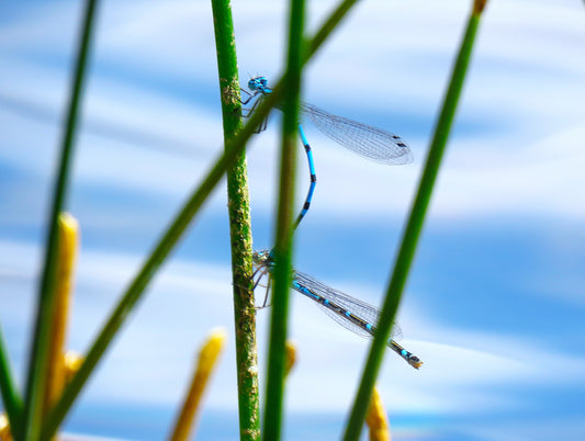 Photo Damselflies Hanging on in Unison Swains Creek Pond Duck Creek Village Utah