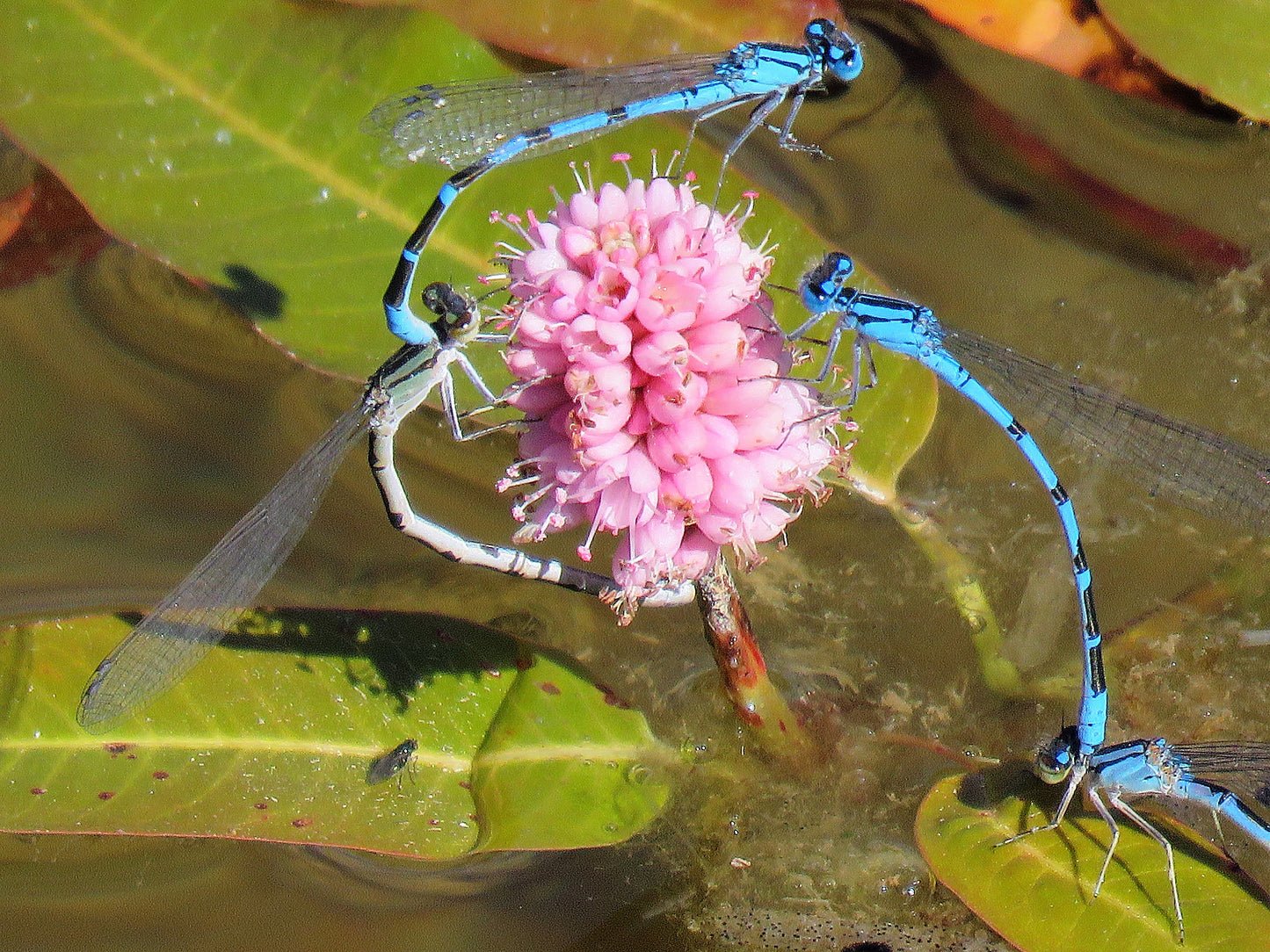 Photo Damselfly Dance on Pink Pond Flower Duck Creek Village Utah