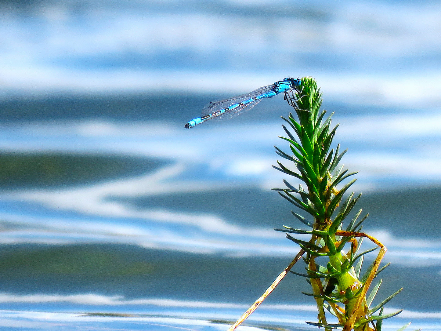 Photo Damselfly on Water Plant Swains Creek Pond Duck Creek Village Utah