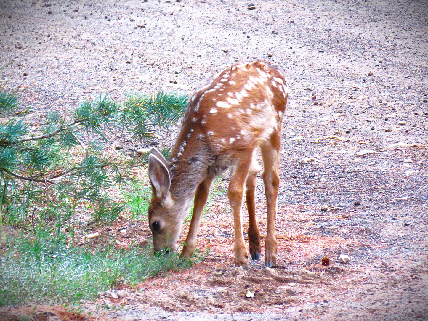 Photo Deer Fawn Grazing Pine Tree Swains Creek Duck Creek Village Utah