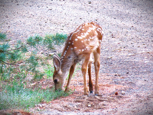 Photo Deer Fawn Grazing Pine Tree Swains Creek Duck Creek Village Utah