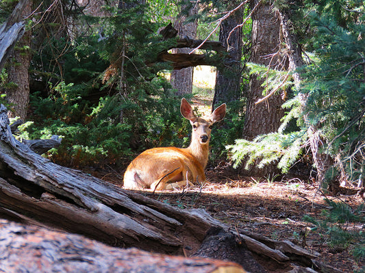 Photo Deer Resting Peacefully in Sunshine and Pine Trees Swains Creek Duck Creek Village Utah