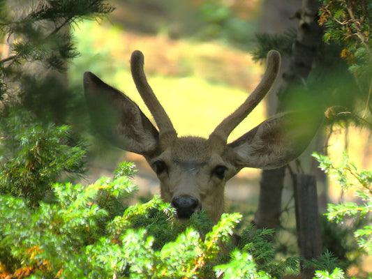 Photo Deer Young Buck in Shadows Surrounded by Pine Trees Swains Creek Duck Creek Village Utah