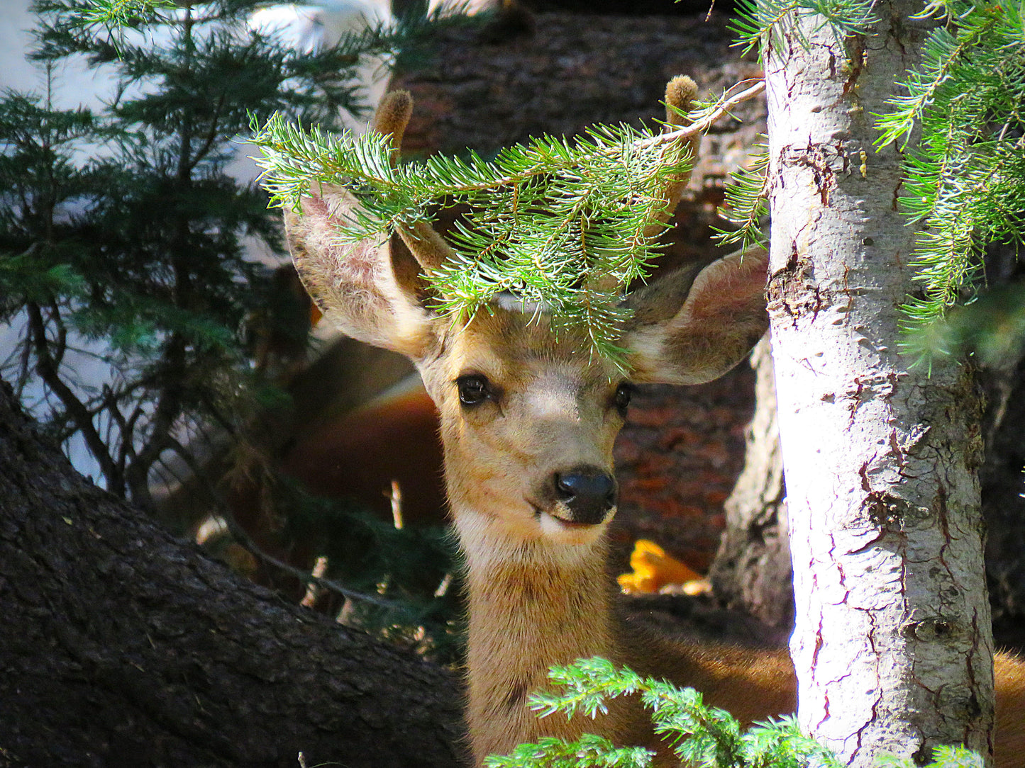 Photo Deer Elegant Young Buck Pine Trees Trunk Swains Creek Duck Creek Village Utah