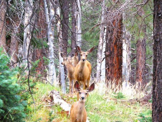 Photo Deer Family in Forest Duck Creek Village Utah