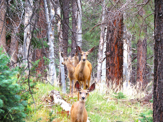 Photo Deer Family in Forest Duck Creek Village Utah