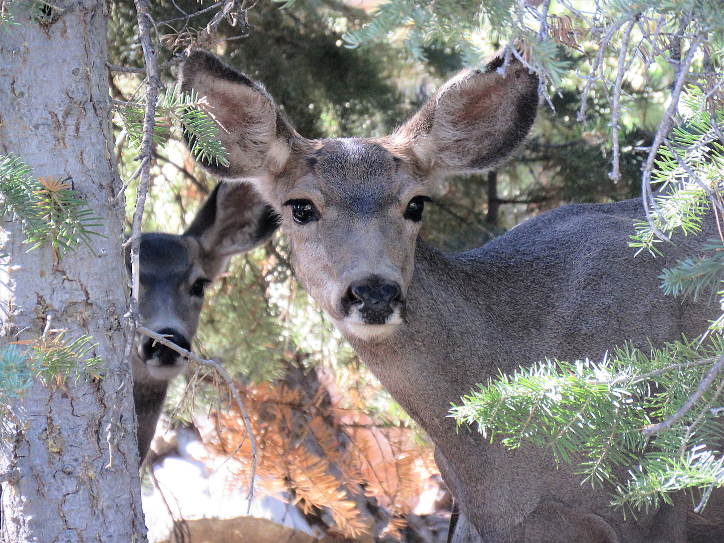 Photo Doe with Fawn in Forest Duck Creek Village Utah