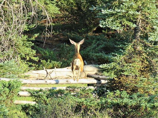 Photo Deer Jumping Fence Meadow Forest Duck Creek Village Utah