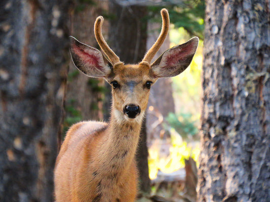 Photo Deer Young Buck Posing Between Pine Tree Trunks Swains Creek Duck Creek Village Utah