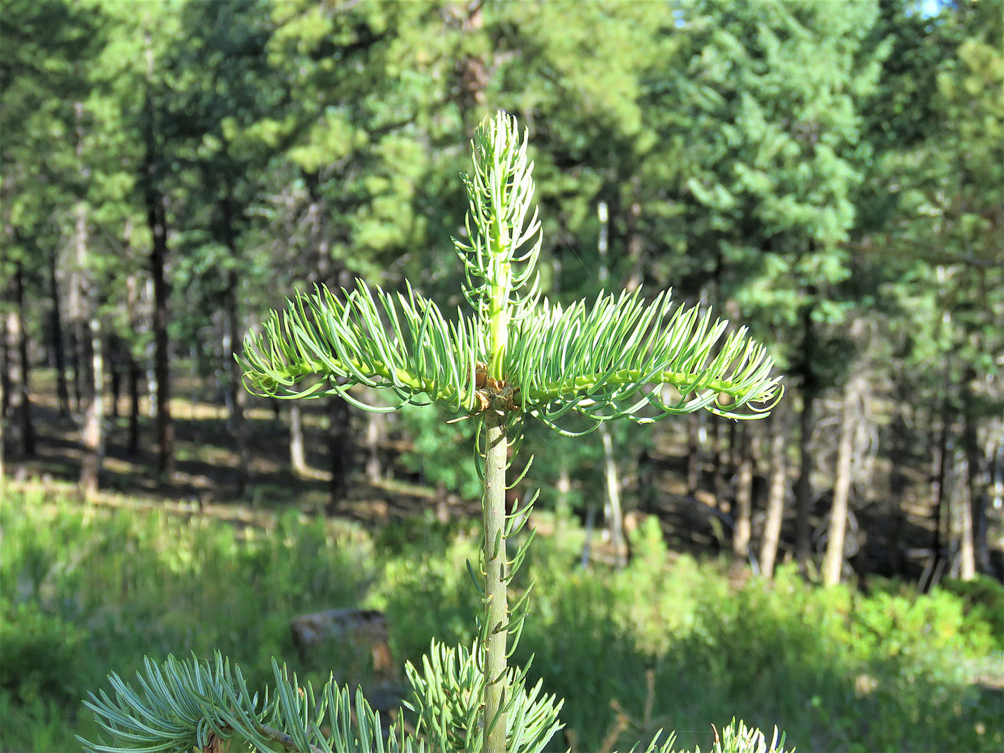 Photo Natural Cross Pine Tree Forest Duck Creek Village Utah