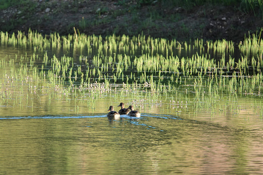 Photo Three Ducks Crossing Swains Creek Pond Duck Creek Village Utah