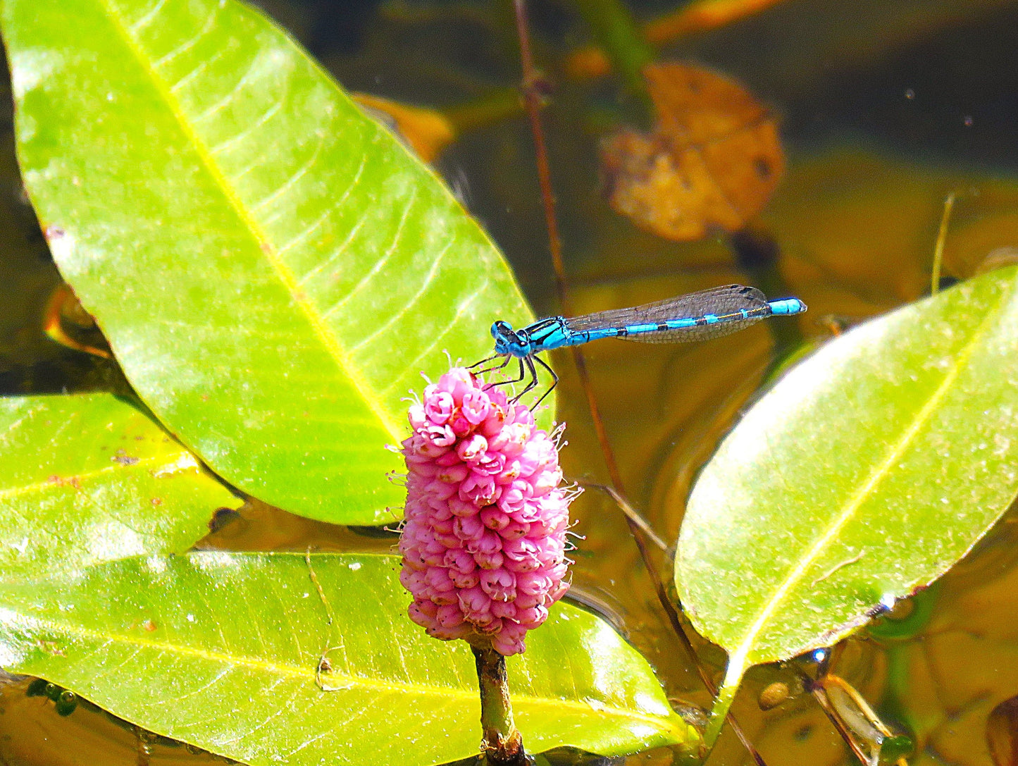 Photo Damselfly on Pink Pond Flower Duck Creek Village Utah