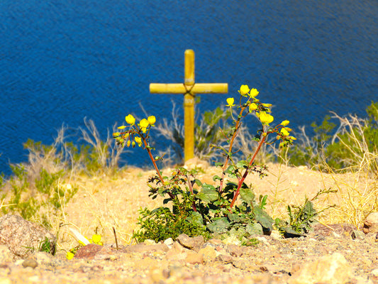 Photo Cross Blue Lake Yellow Flowers Desert Lake Mojave Laughlin