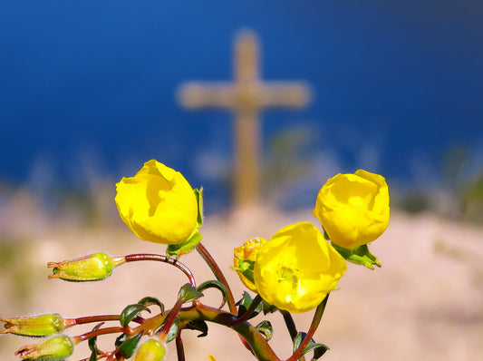 Photo Cross Yellow Flowers Desert Lake Mojave Laughlin