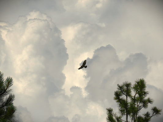 Photo Hawk Soaring White Grey Clouds Pine Trees Duck Creek Village Utah