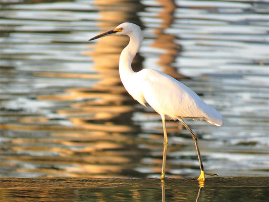 Photo Egret at Pond in San Bernardino