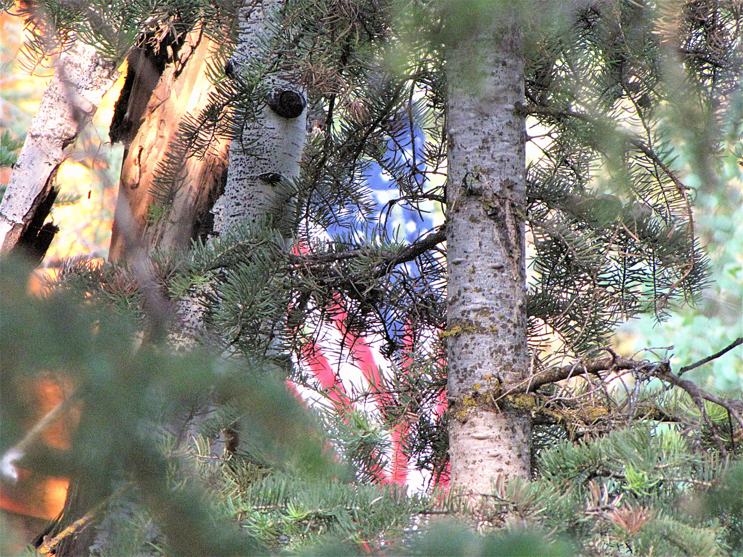 Photo American Flag Pine Trees Forest Duck Creek Village Utah