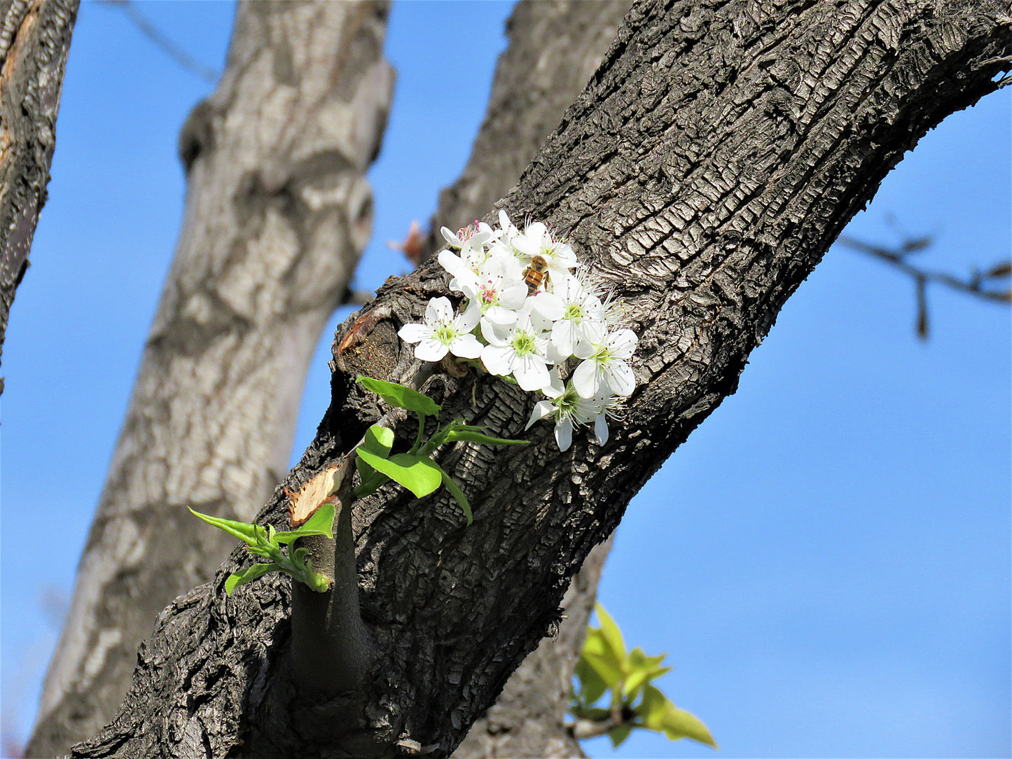 Photo Bee on flowers on tree trunk in San Bernardino