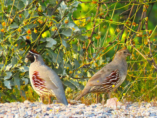 Photo Gamble's Quails Pair Desert Floor Cave Creek Arizona