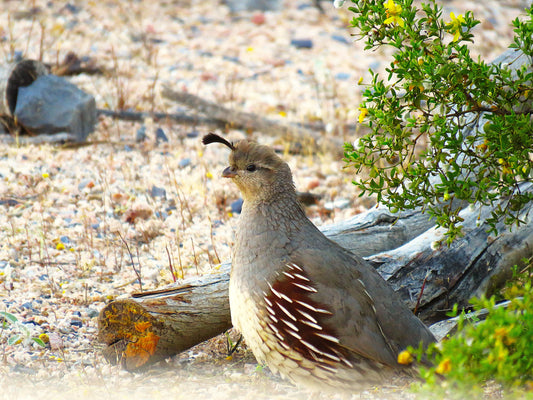 Photo Gamble's Quail Logs Desert Floor Cave Creek Arizona