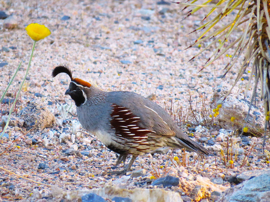 Photo Gamble's Quail Yellow Flower Desert Floor Cave Creek Arizona