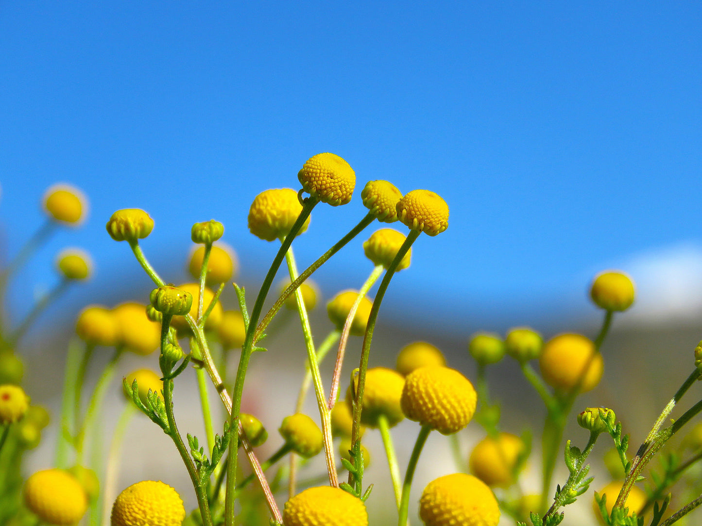 Photo Globe Chamomile Weeds Blue Sky Morongo Reservation Banning California