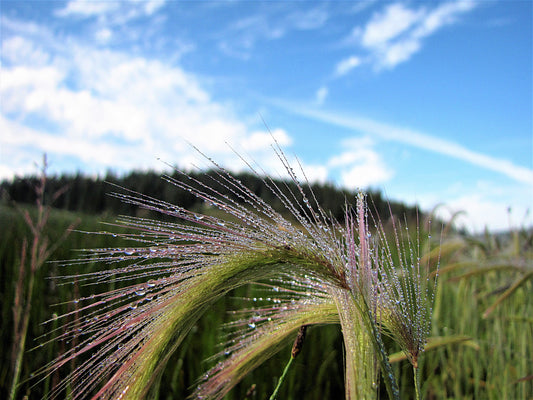 Photo Dew Covered Green Grass by Pond Duck Creek Village Utah