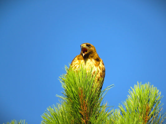 Photo Hawk Sounding Off over Meadow Pine Tree Blue Sky Duck Creek Village Utah